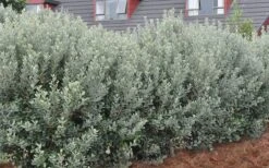 Bambina Dwarf Pineapple Guava (Feijoa Sellowiana ' Tharfiona') - 3 Gallon Pot 13 Bambina Dwarf Pineapple Guava (Feijoa Sellowiana ' Tharfiona') - 3 Gallon Pot -Wilson Bros Gardens Pineapple Guava Hedge