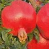 Russian 26 Cold Hardy Pomegranate - 3 Gallon Pot -Wilson Bros Gardens Pomegranate Russian 26 Rev 500x750 2