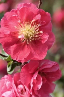 Double Take Pink Storm Flowering Quince - 2 Gallon Pot -Wilson Bros Gardens Quince Double Take Pink 1