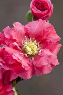 Double Take Pink Storm Flowering Quince - 2 Gallon Pot
