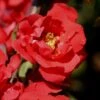 Iwai Nishiki Red Flowering Quince - 1 Gallon Pot 2 Iwai Nishiki Red Flowering Quince - 1 Gallon Pot -Wilson Bros Gardens Quince Iwai Nishiki 1