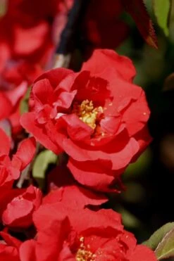 Front Page 11 Iwai Nishiki Red Flowering Quince - 1 Gallon Pot