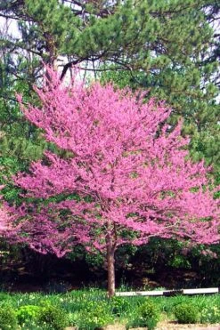 Carolina Sweetheart Eastern Redbud Tree - 5 Gallon Pot 13 Carolina Sweetheart Eastern Redbud Tree - 5 Gallon Pot -Wilson Bros Gardens Redbud Carolina Sweetheart 14
