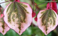 Carolina Sweetheart Eastern Redbud Tree - 3 Gallon Pot 11 Carolina Sweetheart Eastern Redbud Tree - 3 Gallon Pot -Wilson Bros Gardens Redbud Carolina Sweetheart 9 1