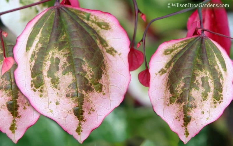 Carolina Sweetheart Eastern Redbud Tree - 5 Gallon Pot 6 Carolina Sweetheart Eastern Redbud Tree - 5 Gallon Pot - Image 4