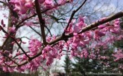 The Rising Sun Redbud Tree - 7 Gallon Pot (3-4') -Wilson Bros Gardens Redbud Rising Sun 31