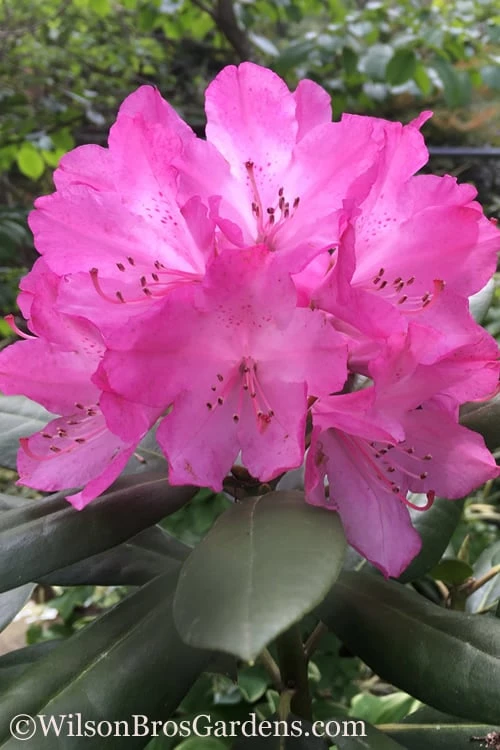 Southgate 'Radiance' Rhododendron - 3 Gallon Pot 3 Southgate 'Radiance' Rhododendron - 3 Gallon Pot
