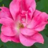 Swamp Rose (Rosa Palustris) - 3 Pack Of 1.5 Quart Pots -Wilson Bros Gardens Rose Knock Out Pink 5
