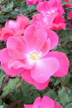 Swamp Rose (Rosa Palustris) - 3 Pack Of 1.5 Quart Pots 15 Swamp Rose (Rosa Palustris) - 3 Pack Of 1.5 Quart Pots -Wilson Bros Gardens Rose Knock Out Pink 6