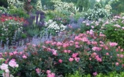 Swamp Rose (Rosa Palustris) - 3 Pack Of 1.5 Quart Pots 14 Swamp Rose (Rosa Palustris) - 3 Pack Of 1.5 Quart Pots -Wilson Bros Gardens Rose Knock Out Pink 8