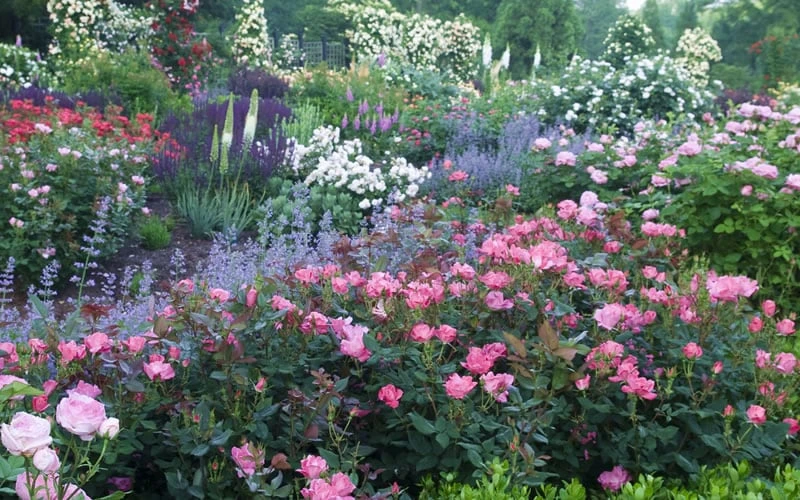 Swamp Rose (Rosa Palustris) - 3 Pack Of 1.5 Quart Pots 8 Swamp Rose (Rosa Palustris) - 3 Pack Of 1.5 Quart Pots - Image 6