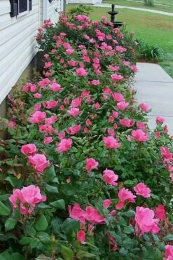 Swamp Rose (Rosa Palustris) - 3 Pack Of 1.5 Quart Pots 12 Swamp Rose (Rosa Palustris) - 3 Pack Of 1.5 Quart Pots -Wilson Bros Gardens Rose Knock Out Pink 9