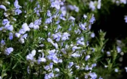 Chef's Choice Rosemary - 1 Gallon Pot -Wilson Bros Gardens Rosemary Chefs Choice Flowers