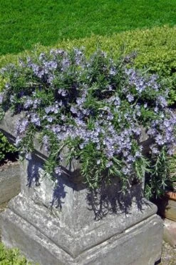 Prostrate Creeping Rosemary - 6 Pack Of Pint Pots -Wilson Bros Gardens Rosemary Prostrate 18