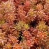 Coral Carpet Sedum Album - 10 Count Flat Of Quart Pots 2 Coral Carpet Sedum Album - 10 Count Flat Of Quart Pots -Wilson Bros Gardens Sedum Album Coral Carpet 3