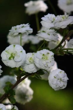 Plena Double Bridal Wreath Spirea (Spirea Prunifolia) - 1 Gallon Pot 16 Plena Double Bridal Wreath Spirea (Spirea Prunifolia) - 1 Gallon Pot -Wilson Bros Gardens Spirea Bridal Wreath Plena 1 1