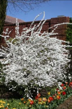 Plena Double Bridal Wreath Spirea (Spirea Prunifolia) - 1 Gallon Pot 13 Plena Double Bridal Wreath Spirea (Spirea Prunifolia) - 1 Gallon Pot -Wilson Bros Gardens Spirea Bridal Wreath Plena 3 1