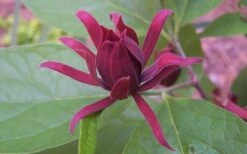 Sweetshrub - Calycanthus Floridus - 3 Gallon Pot 13 Sweetshrub - Calycanthus Floridus - 3 Gallon Pot -Wilson Bros Gardens Sweet Shrub