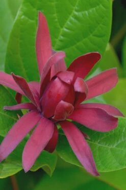 Front Page 13 Sweetshrub - Calycanthus Floridus - 3 Gallon Pot
