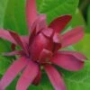 Sweetshrub (Carolina Allspice) - Calycanthus Floridus - 5 Gallon Pot -Wilson Bros Gardens Sweet Shrub Rev 500x750 2