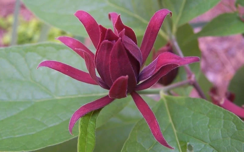 Sweetshrub - Calycanthus Floridus - 3 Gallon Pot 8 Sweetshrub - Calycanthus Floridus - 3 Gallon Pot - Image 6