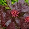 Burgundy Spice Sweetshrub (Calycanthus ) - 3 Gallon Pot -Wilson Bros Gardens Sweetshrub Burgundy Spice 2