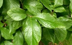 Sweetshrub - Calycanthus Floridus - 3 Gallon Pot 12 Sweetshrub - Calycanthus Floridus - 3 Gallon Pot -Wilson Bros Gardens Sweetshrub Leaves