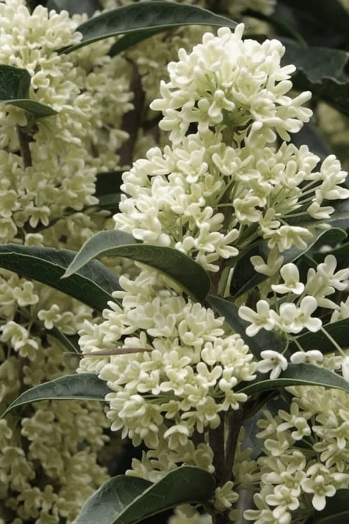 Fudingzhu Fragrant White Tea Olive (Osmanthus Fragrans) - 3 Gallon Pot 3 Fudingzhu Fragrant White Tea Olive (Osmanthus Fragrans) - 3 Gallon Pot