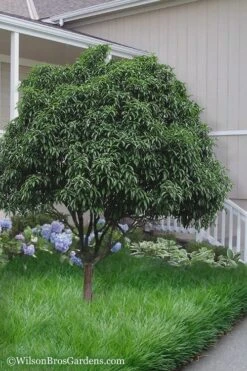 Fudingzhu Fragrant White Tea Olive (Osmanthus Fragrans) - 3 Gallon Pot 10 Fudingzhu Fragrant White Tea Olive (Osmanthus Fragrans) - 3 Gallon Pot -Wilson Bros Gardens Tea Olive Fudingzhu 6