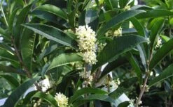 Fudingzhu Fragrant White Tea Olive (Osmanthus Fragrans) - 3 Gallon Pot 11 Fudingzhu Fragrant White Tea Olive (Osmanthus Fragrans) - 3 Gallon Pot -Wilson Bros Gardens Tea Olive Fudingzhu 7