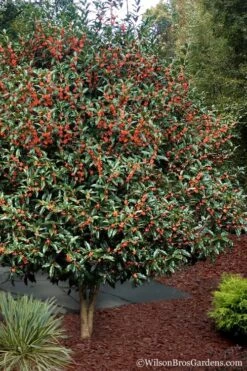 Fragrant Orange Tea Olive - Osmanthus Fragrans Aurantiacus - 7 Gallon Pot (5-6') 12 Fragrant Orange Tea Olive - Osmanthus Fragrans Aurantiacus - 7 Gallon Pot (5-6') -Wilson Bros Gardens Tea Olive Orange 1012 2