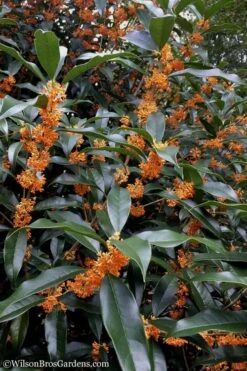 Fragrant Orange Tea Olive - Osmanthus Fragrans Aurantiacus - 6 Pack Of 1 Gallon Pots -Wilson Bros Gardens Tea Olive Orange 102 1