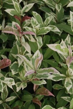 Pink Flush Variegated Tea Olive (Osmanthus Fragrans 'Yinbi Shuanghui') - 2 Gallon Pot -Wilson Bros Gardens Tea Olive Yinbi Shuanghui Variegated 2