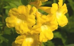 Lydia Tecoma - Esperanza - 1 Gallon Pot 10 Lydia Tecoma - Esperanza - 1 Gallon Pot -Wilson Bros Gardens Tecoma Lydia Flower Closeup