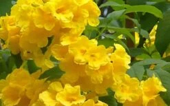 Lydia Tecoma - Esperanza - 1 Gallon Pot 11 Lydia Tecoma - Esperanza - 1 Gallon Pot -Wilson Bros Gardens Tecoma Lydia Flowers 1