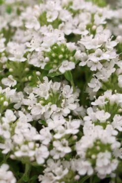 White Creeping Thyme (Thymus Praecox 'Albiflorus') 10 Pack Of Pint Pots -Wilson Bros Gardens Thyme Creeping White 3 1