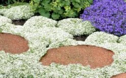 White Creeping Thyme (Thymus Praecox 'Albiflorus') - 5 Pack Of Quart Pots -Wilson Bros Gardens Thyme White Creeping 5