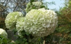 Chinese Snowball Viburnum Bush - 3 Gallon Pot -Wilson Bros Gardens Viburnum Chinese Snowball Bloom Green