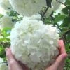 Chinese Snowball Viburnum Bush - 3 Gallon Pot -Wilson Bros Gardens Viburnum Chinese Snowball Rev 500x750 1