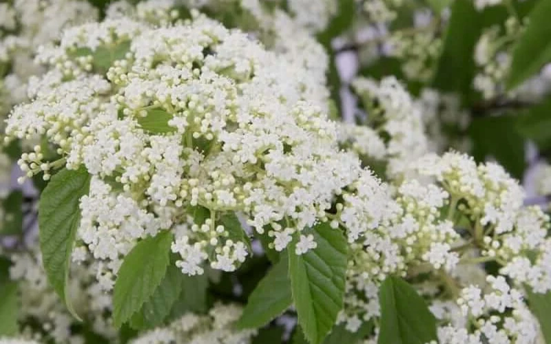 Snow Joey Viburnum - 2 Gallon Pot 8 Snow Joey Viburnum - 2 Gallon Pot - Image 6