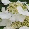 Summer Snowflake Viburnum - 3 Gallon Pot -Wilson Bros Gardens Viburnum Summer Snowflake 21