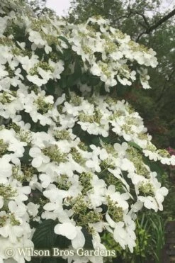 Summer Snowflake Viburnum - 3 Gallon Pot -Wilson Bros Gardens Viburnum Summer Snowflake 21 500x750 1