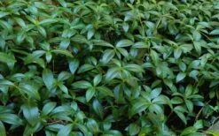 White Evergreen Periwinkle (Vinca Minor 'Alba') - 5 Pack Of Pint Pots -Wilson Bros Gardens Vinca Minor 11