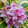 Marianni Variegated Pink Winter Daphne - 1 Gallon Pot -Wilson Bros Gardens Winter Daphne Marianni 4
