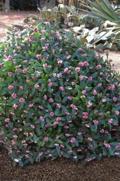 Zuiko Nishiki Winter Daphne Odora - 2 Gallon Pot -Wilson Bros Gardens Winter Daphne Zuiko Nishiki 3