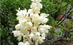 Silver Anniversary Yucca - 1 Gallon Pot -Wilson Bros Gardens Yucca Color Guard Flowers Closeup