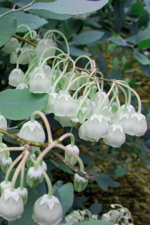 Woodlanders Blue Dusty Zenobia (Honeycup) - 3 Gallon Pot 9 Woodlanders Blue Dusty Zenobia (Honeycup) - 3 Gallon Pot - Image 7