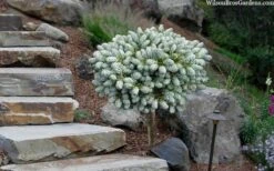 Ice Breaker Korean Fir (Single Trunk Topiary) - 3 Gallon Pot 11 Ice Breaker Korean Fir (Single Trunk Topiary) - 3 Gallon Pot -Wilson Bros Gardens abies koreana kouhouts ice breaker korean fir 2