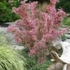 Abigail Rose Japanese Maple - 3 Gallon Pot
