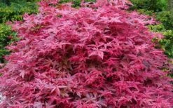 'Beni Maiko' Red Dancing Girl Japanese Maple - 5 Gallon Pot -Wilson Bros Gardens acer palmatum beni maiko japanese maple 2